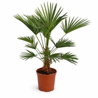 Palmen-Stunt - Trachycarpus Wagnerianus - palmboom - hoogte 110/120cm - 10L pot - Stamhoogte 30cm - winterharde palmbomen voor buiten