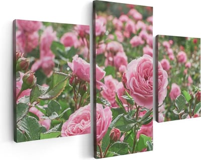 Artaza Canvas Schilderij Drieluik Roze Rozen Bloemenveld - 90x60 - Foto Op Canvas - Canvas Print