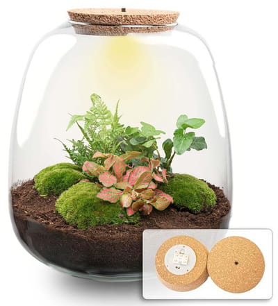 Plantenboetiek.nl | Plant terrarium 'Nora' - Hedera Red met LED kurk - Ø23cm - 25 cm hoog - Ecosysteem & Terrarium