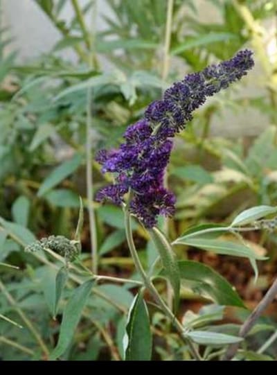 2 x Buddleja dav. 'Black Knight' - Vlinderstruik 40- 60 cm in pot