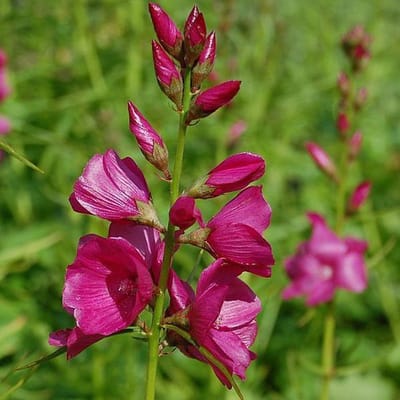 6 x Sidalcea Oregana 'Brilliant' - Griekse Malva pot 9x9cm