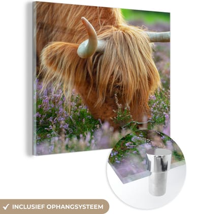 MuchoWow® Glasschilderij 50x50 cm - Schilderij acrylglas - Schotse Hooglander - Hoorns - Heide - Foto op glas - Schilderijen