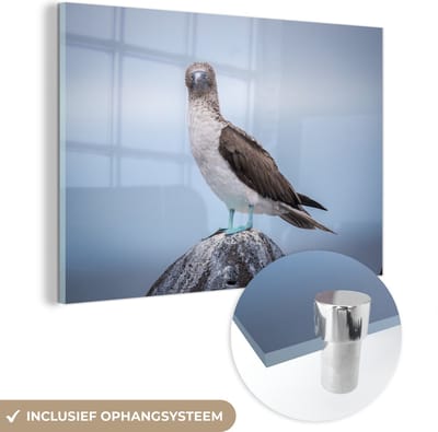 ® Glasschilderij 180x120 cm - Schilderij acrylglas - Blauw voet booby uitkijkend over de Galapagos eilanden - Foto op glas - Muurdecoratie woonkamer - Wanddecoratie slaapkamer - Schilderijen