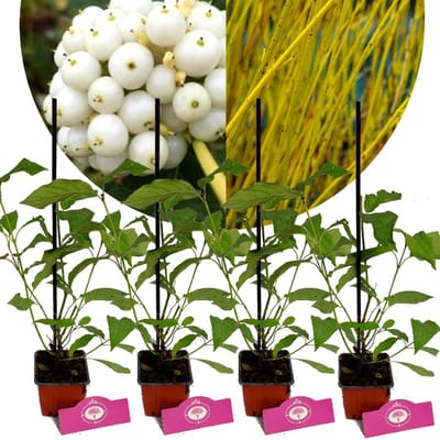 Set van 4 Canadese kornoelje - Cornus sericea ‘Flaviramea’ - Hoogte 25cm - 9cm pot