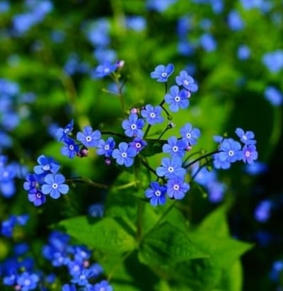 Kaukasisch vergeet-mij-nietje (Brunnera macrophylla) - Kaukasische vergeet-mij-niet - Vaste planten - Bijen-Vlinders - Voorjaarsbollen