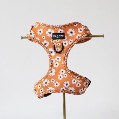 Pip & Palms - Hondenharnas Ditzy Daisy - Oranje - Maat XS - Hondentuig - Verstelbaar - Y Tuig Hond - Zachte Voering - voor Kleine honden