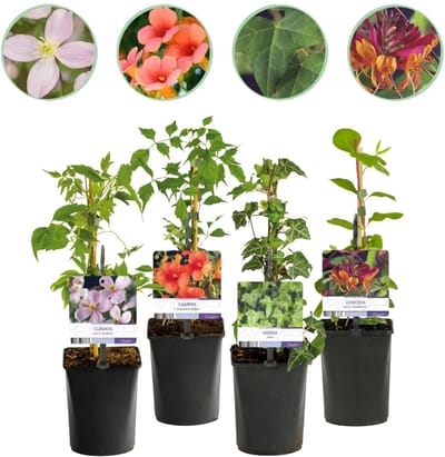 Green boutiQ - Klimplanten Rainbow - Clematis montana Rubens Hedera helix lonicera Goldflame Campsis madame Galen - Jaarrond kleur - Weinig onderhoud - 4 planten - Pot 11cm Hoogte 40cm
