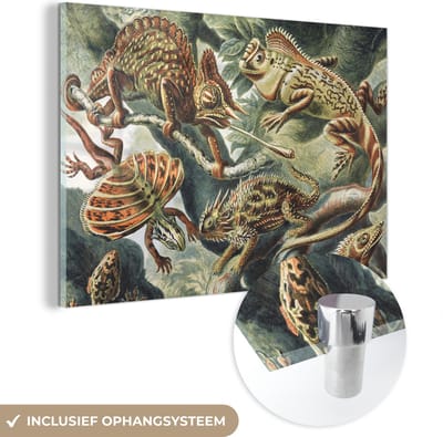 MuchoWow® Glasschilderij 60x40 cm - Schilderij acrylglas - Vintage - Kunst - Ernst Haeckel - Salamanders - Dieren - Foto op glas - Schilderijen