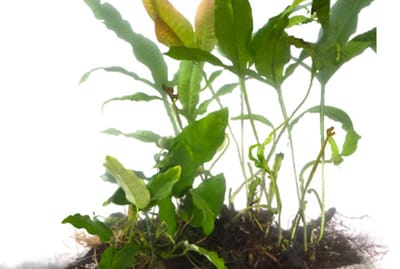 Moerings Driftwood met 3 planten | Large Waterplant