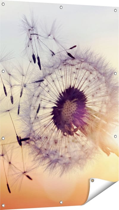 Gards Tuinposter Paardenbloem tijdens Zonsondergang - 80x120 cm - Tuindoek - Tuindecoratie - Wanddecoratie buiten - Tuinschilderij