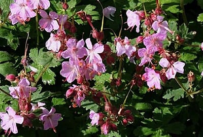 6x Geranium - Geranium macr. 'Ingwersen's Variety' | 9x9 cm pot