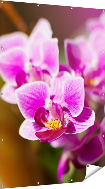 Gards Tuinposter Paarse Orchidee Bloemen - 120x180 cm - Tuindoek - Tuindecoratie - Wanddecoratie buiten - Tuinschilderij