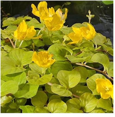 Moerings Lysimachia Nummularia Aurea | Penningkruid | In 18CM Mand Kant en Klaar