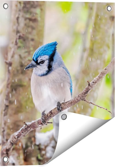 Gards Tuinposter Blauwe Gaai Vogel in de Sneeuw - 40x50 cm - Tuindoek - Tuindecoratie - Wanddecoratie buiten - Tuinschilderij