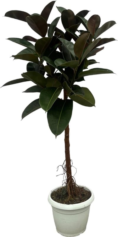 Groenblijvende kamerplant Indische rubberboom (Ficus Elastica Robusta stam), 130 cm hoog, Ø24cm