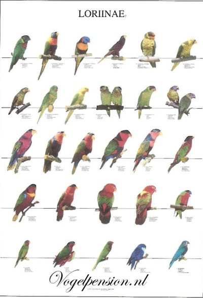 Vogelposter Lori deel 2 gelamineerd - Vogelposters - Benodigdheden - Lori