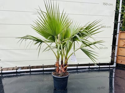 Tropictrees - Palmboom - Washingtonia Robusta - 160 cm Hoog - Mexicaanse Waaierpalm - Sierpalm - Terras - Tuin - Mediterrane Plant - Buitenplant - Exotische Palm