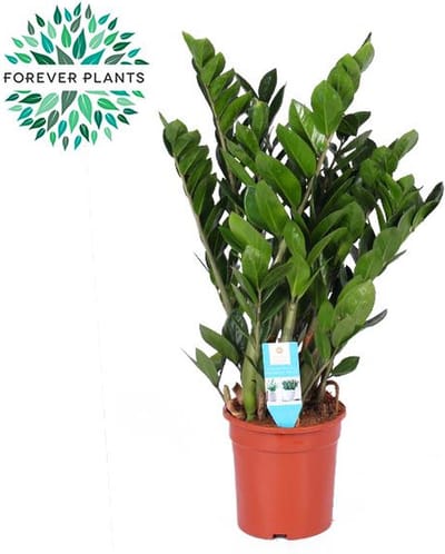 Plantenboetiek.nl | Zamioculcas Zamiifolia - Ø21cm - 85-95cm hoog - Kamerplant - Groenblijvend