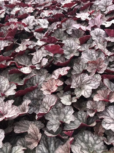 6 x Heuchera 'Cascade Dawn' - Purperklokje in pot 9 x 9 cm