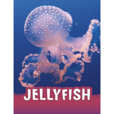 Jellyfish - Animals - Jaclyn Jaycox