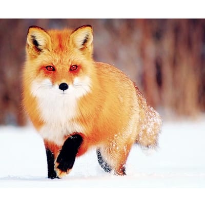 Sneeuwvos Diy 5D Diamond Mozaïek Diamond Schilderen Cross Stitch Kit Diamanten Borduren 50X70CM