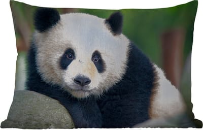 Buitenkussens - Panda - Wilde dieren - Portret - Steen - 60x40 cm - Weerbestendig