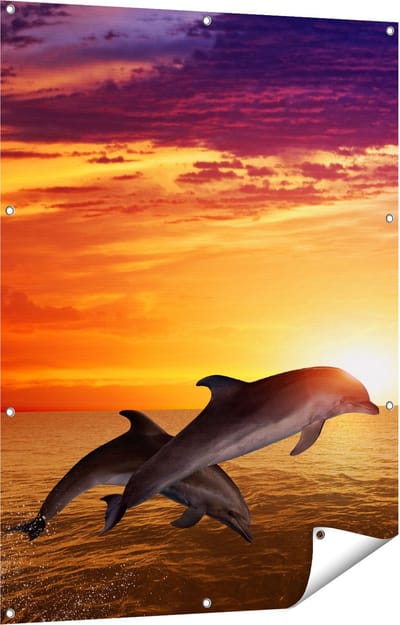 Gards Tuinposter Twee Dolfijnen bij de Zonsondergang - 90x120 cm - Tuindoek - Tuindecoratie - Wanddecoratie buiten - Tuinschilderij