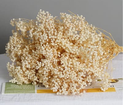 Dailygoods- Boeket 100% Natuurlijke Gypsophila - Gedroogde Bloemen - Duurzaam voor Vazen - Woondecoratie - Feesten/Bruiloften - Lengte 43,7 cm