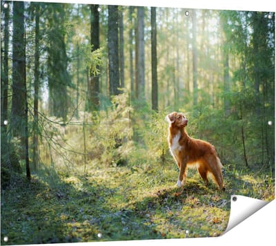 Gards Tuinposter Retriever Hond in het Bos met Zon - 120x90 cm - Tuindoek - Tuindecoratie - Wanddecoratie buiten - Tuinschilderij