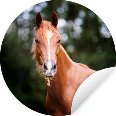 WallCircle® - Behangcirkel 50x50 cm - Muurstickers Paard - Licht - Gras - Muurcirkel woonkamer - Wandcirkel slaapkamer - Kamer decoratie zelfklevend - Muurdecoratie accessoires