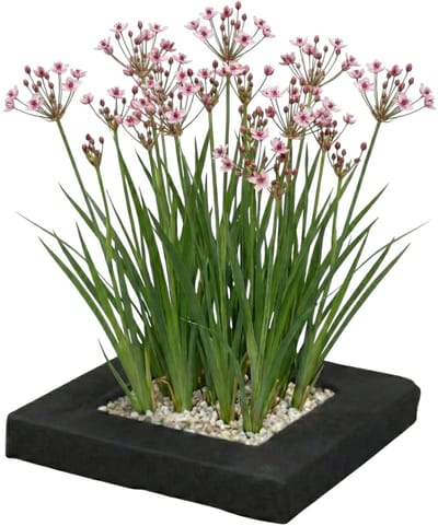 vdvelde.com - Planteneiland voor vijver met zwanenbloem - Compleetset met 4 waterplanten (Butomus umbellatus) - Drijvend voor helder water - Lange bloeiperiode - Winterhard