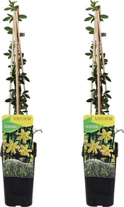 Bloomique - Set van 2 - Jasminum Nudiflorum - Winterjasmijn - Geel - Klimplanten - Tuinplanten - Winterhard - Hoogte 50-70 cm - Pot 15 cm