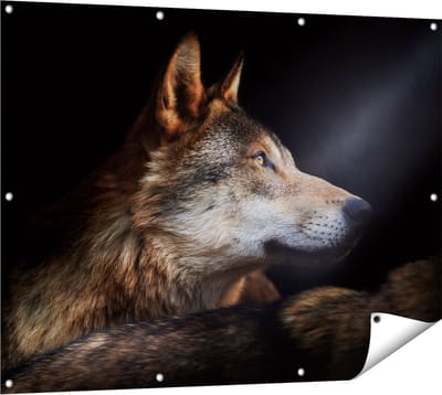 Gards Tuinposter Wolvenkop met een Zonnestraal - Wolf - 120x90 cm - Tuindoek - Tuindecoratie - Wanddecoratie buiten - Tuinschilderij