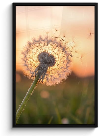 Poster in lijst - Fotolijst 60x90 cm - Posters - Paardenbloem - Zonsondergang - Veld - Posterlijst zwart - Decoratie - Wanddecoratie woonkamer - Muurdecoratie slaapkamer