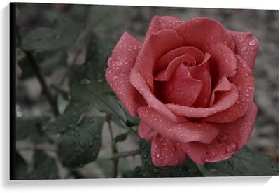 Canvas  - Roze Roos met Groen Blaadjes  - 90x60cm Foto op Canvas Schilderij (Wanddecoratie op Canvas)