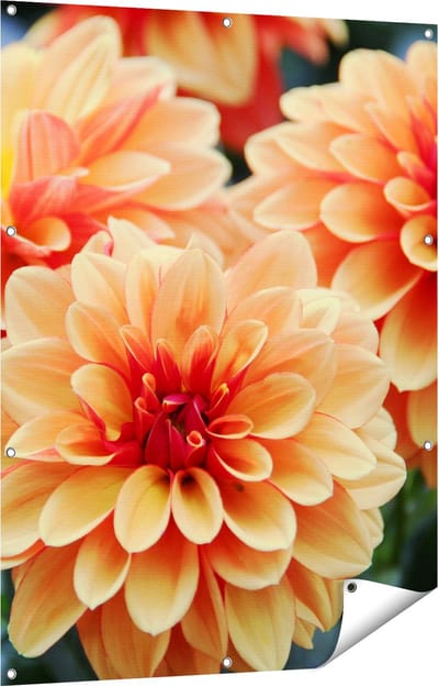 Gards Tuinposter Oranje Dahlia Bloemen - 90x120 cm - Tuindoek - Tuindecoratie - Wanddecoratie buiten - Tuinschilderij