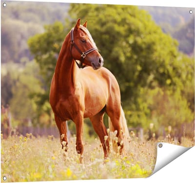 Gards Tuinposter Bruin Paard in de Wei - 100x80 cm - Tuindoek - Tuindecoratie - Wanddecoratie buiten - Tuinschilderij