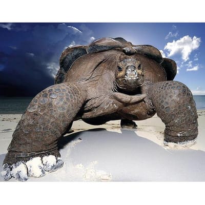 5D Diamond Painting Volledige Rhombus Strass Dieren Zeeschildpad  Borduurwerk Kruissteek 50X70CM