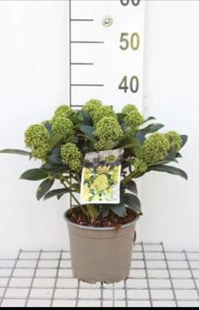 2 x Skimmia jap. 'White Globe'® - Skimmia 25- 30 cm in pot