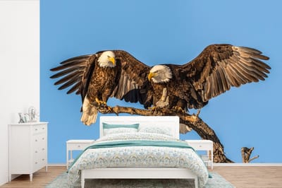 Behang - Fotobehang Vogel - Takken - Arend - Roofvogels - Lucht - Breedte 525 cm x hoogte 350 cm