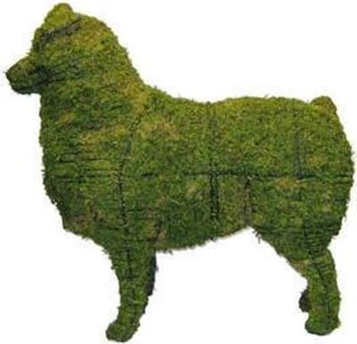 Hond Australische herder - Mos