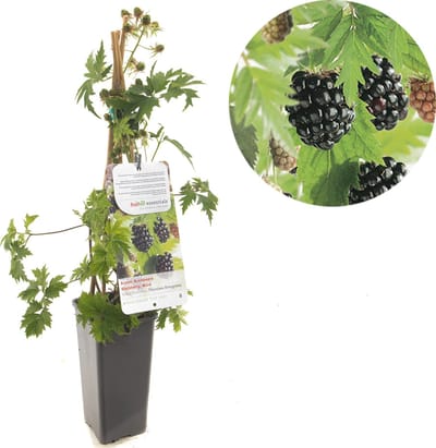Bramenstruik - bramenplant - Rubus fruticosus Thornless Evergreen - doornloze braam - kleinfruit - bramenstruik - eigen fruit kweken - Ø 11 cm