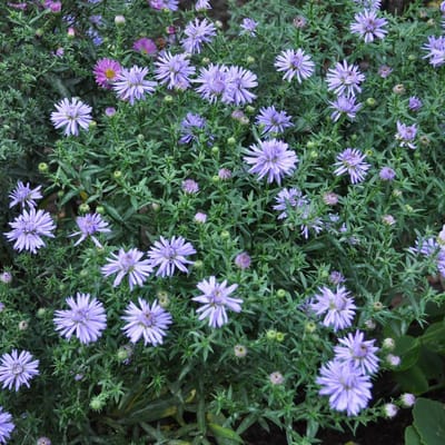 6 x Aster Dumosus 'Lady In Blue' - Herfstaster pot 9x9cm - Blauwe bloemen, compacte groei