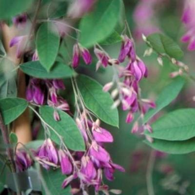 Lespedeza thunbergii - Lespedeza 40 - 50 cm in pot