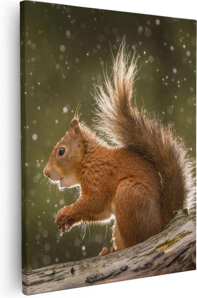 Artaza Canvas Schilderij Rode Eekhoorn - 40x50 cm - Wanddecoratie Boom - Muurdecoratie Dieren - Kamer Accessoires