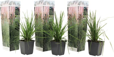 Plant in a Box - Cortaderia selloana - Set van 3 - Roze Pampas siergrassen - Pot 9cm - Hoogte 25-40cm
