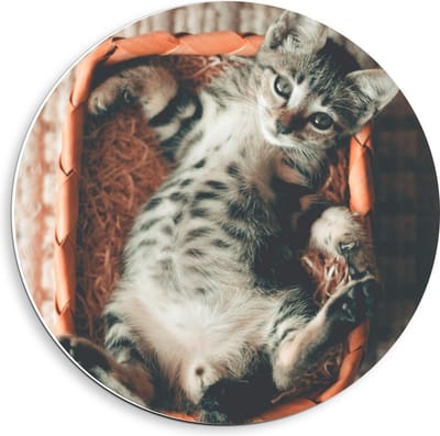 Forex Wandcirkel - Kat in het Mandje - 40x40cm Foto op Wandcirkel (met ophangsysteem)