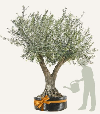 Evergreens - Olijfboom - Olea europaea - 'Branched' - 80/100 Stamomtrek - Olea Europea - Olijfboom op stam in net - Winterhard - Groenblijvend - Olijven - Voeding