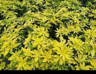 Choisya tern. 'Lich'® ('sundance'®/'brica') - Mexicaanse Oranjebloesem , Glansmispel 25- 30 cm in pot