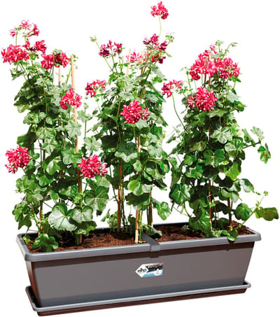 Elho Barcelona Xl Schotel 80 - Schotel voor Balkon Buiten - Ø 72.5 x H 3.5 cm - Antraciet